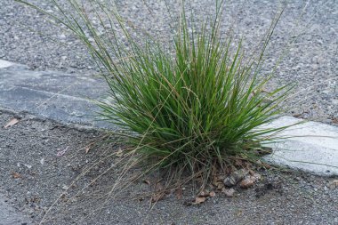 Asfalt yol kenarında çimen bitkisi filizleniyor