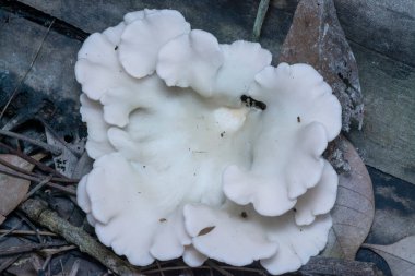 Ölü ağaç gövdesinden çıkan yabani mantarlar.