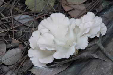 Ölü ağaç gövdesinden çıkan yabani mantarlar.