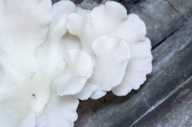 Ölü ağaç gövdesinden çıkan yabani mantarlar.