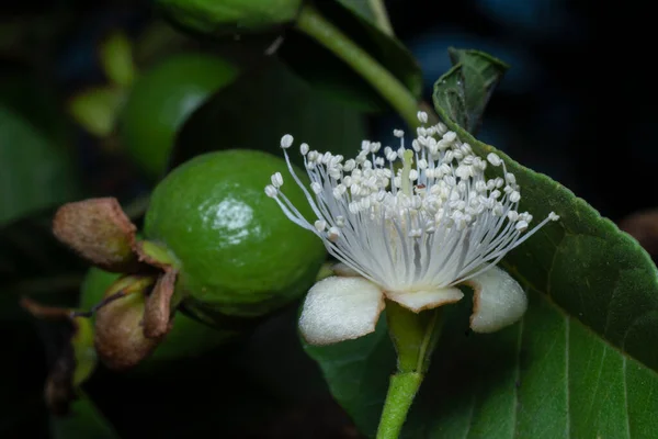 Nahaufnahme Der Weißen Guaven Blume — Stockfoto
