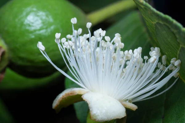 Close Shot White Guava Flower — Stock Photo, Image