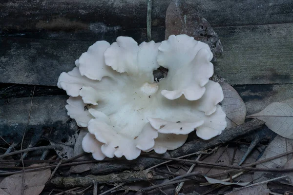 死んだ木の幹から発芽した野生のブラケット真菌 — ストック写真