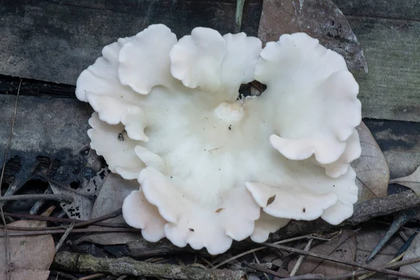 Champignons Des Consoles Sauvages Poussant Tronc Arbre Mort — Photo