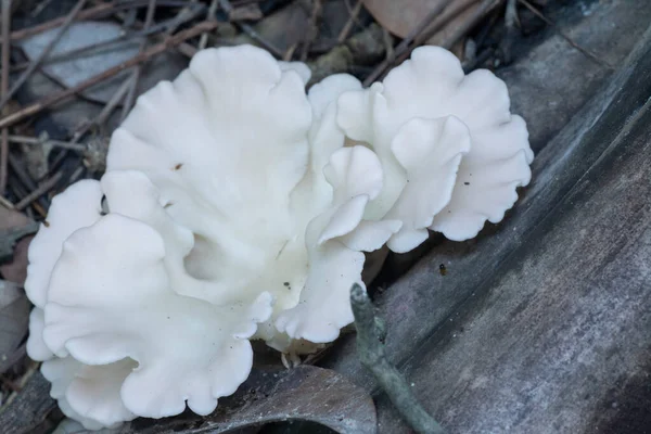 Champignons Des Consoles Sauvages Poussant Tronc Arbre Mort — Photo