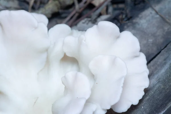 Paréntesis Silvestre Hongos Que Brotan Del Tronco Del Árbol Muerto — Foto de Stock