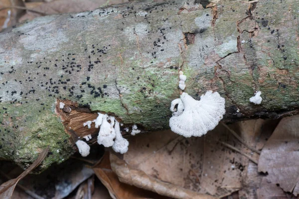 死んだ木の幹から発芽した野生のブラケット真菌 — ストック写真