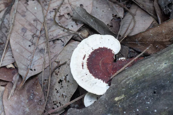 Funghi Selvatici Tra Parentesi Che Spuntano Dal Tronco Albero Morto — Foto Stock