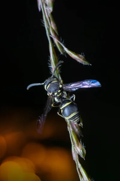 Κοντινό Πλάνο Του Yellow Jacket Stinger — Φωτογραφία Αρχείου