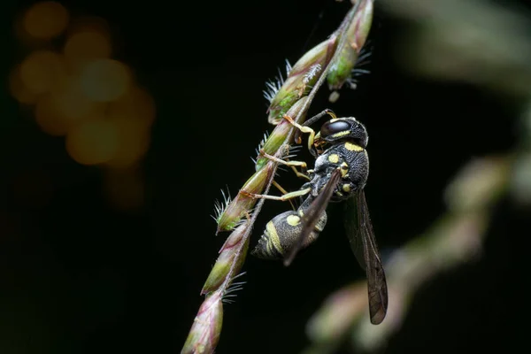 Close Shot Yellow Jacket Stinger — Stock Photo, Image