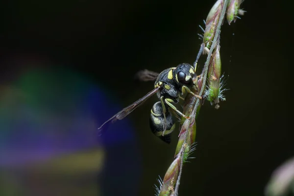 Tiro Perto Stinger Casaco Amarelo — Fotografia de Stock