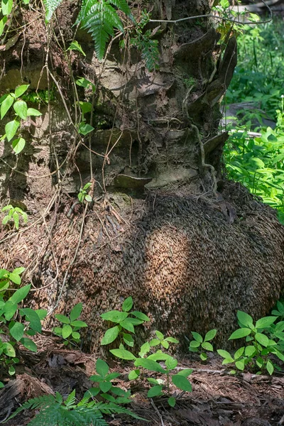 Wurzel Aus Dem Kofferraum — Stockfoto