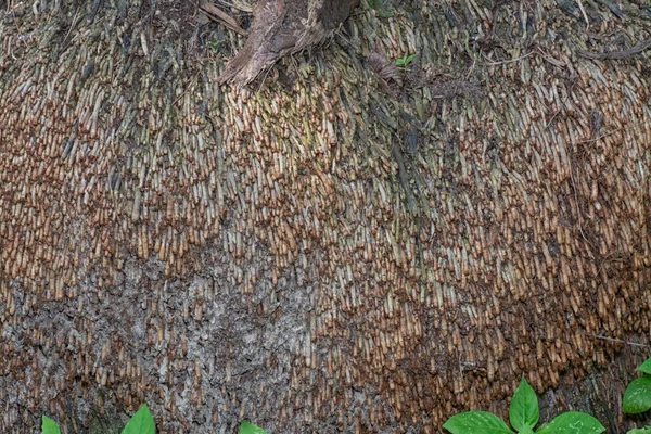 Rotting Bakluckan — Stockfoto