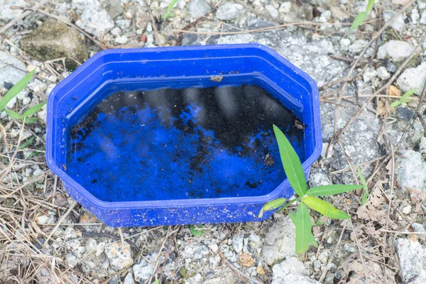 Πεταμένα Μπλε Κουτί Έδαφος Αναπαραγωγής Για Κουνούπια — Φωτογραφία Αρχείου