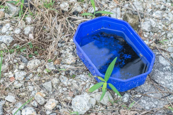 thrown away blue box the breeding ground for mosquito