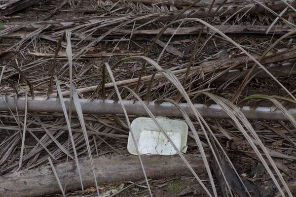处置肮脏的聚苯乙烯盒 在地上繁殖蚊子 — 图库照片