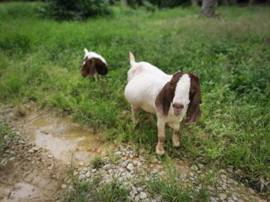 Çiftlikte keçi grupları