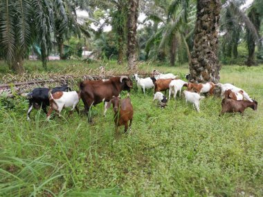 Çiftlikte keçi grupları