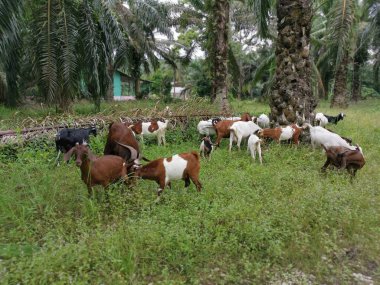Çiftlikte keçi grupları
