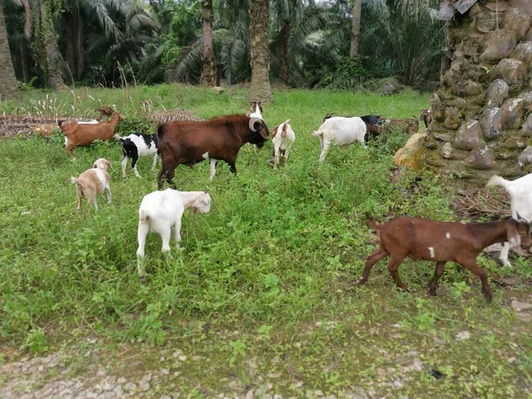 Grupos Cabras Plantación — Foto de Stock