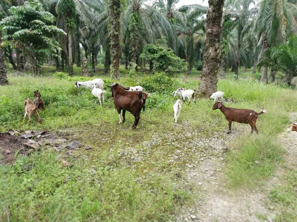 Groupes Chèvres Plantation — Photo