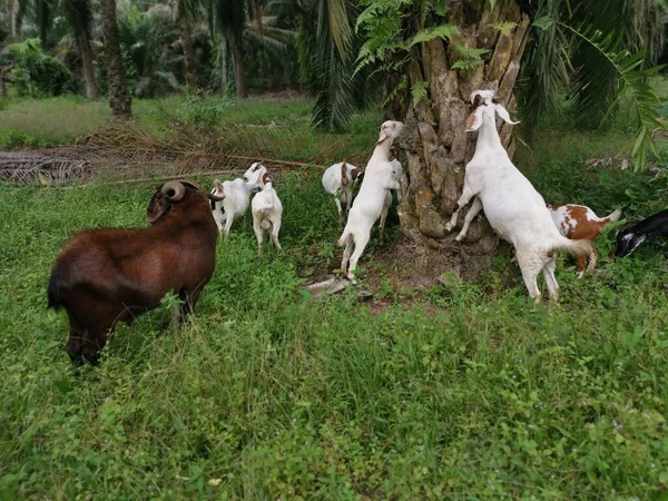 Grupos Cabras Plantación — Foto de Stock