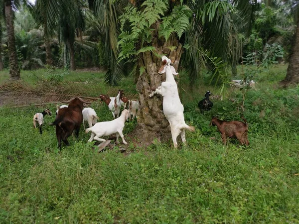 Grupos Cabras Plantación — Foto de Stock