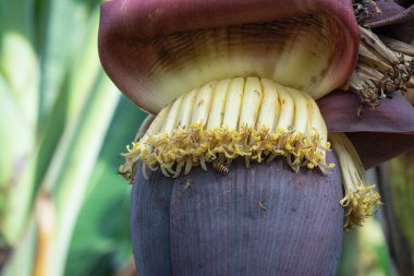 Muz çiçeği tomurcuğunun makro çekimi.