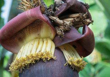 Muz çiçeği tomurcuğunun makro çekimi.