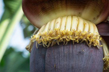 Muz çiçeği tomurcuğunun makro çekimi.