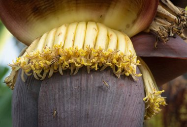 Muz çiçeği tomurcuğunun makro çekimi.