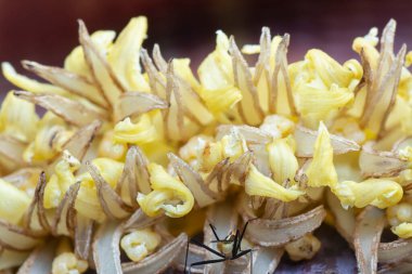 Muz çiçeği tomurcuğunun makro çekimi.