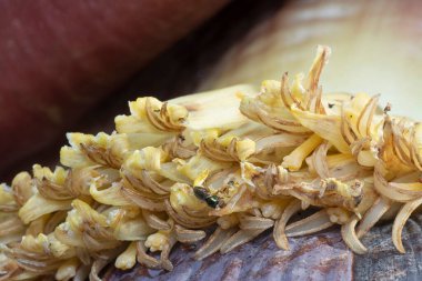 Muz çiçeği tomurcuğunun makro çekimi.