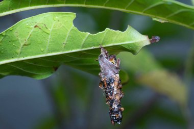 Solucan larvalarının makro görüntüsü..