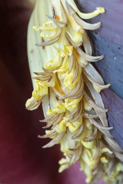 Macro Disparo Flor Plátano Brote — Foto de Stock