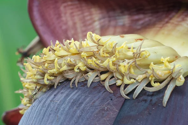 Macro Shot Banana Flower Bud — Stock Photo, Image