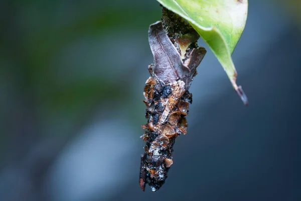 Plan Macroscopique Des Larves Vers Sac — Photo