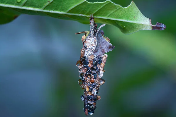 Makroaufnahme Der Larven Des Beutelwurms — Stockfoto