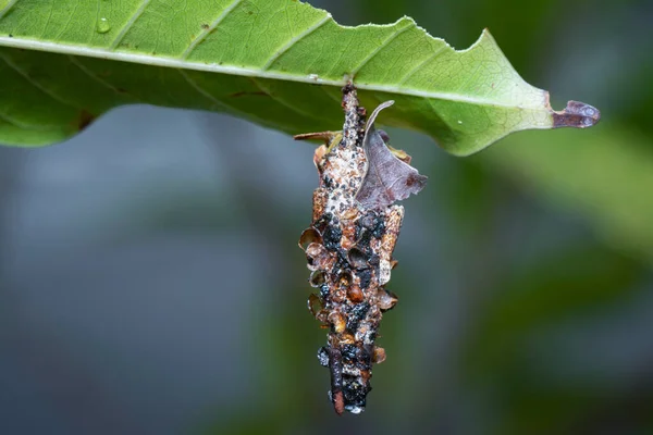 Macro Shot Bagworm Moth Larvae — стоковое фото