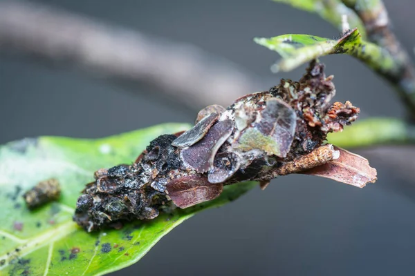 Macro Shot Bagworm Moth Larvae — Stock Photo, Image