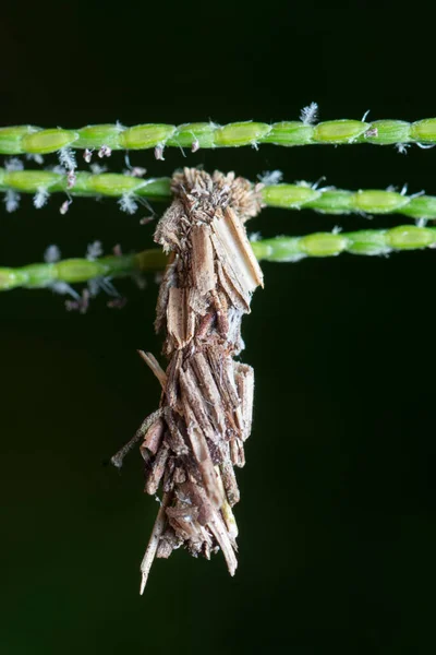 Macro Disparo Larva Polilla Bagworm — Foto de Stock