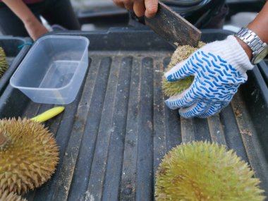 Satıcı konteynıra koymak için Durian eti kesti