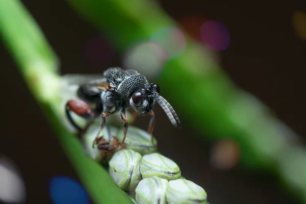 Close Tiro Eupelmidoe Parasita Vespa — Fotografia de Stock