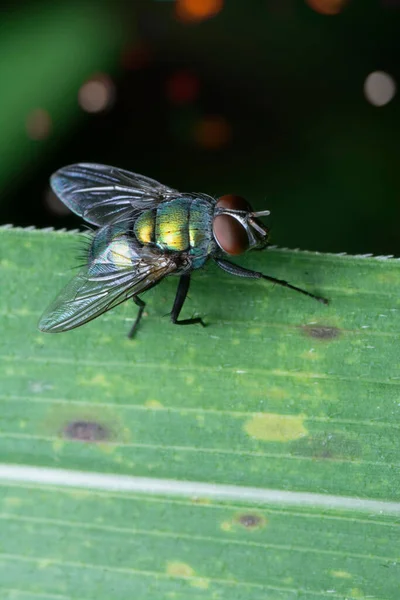 Nahaufnahme Calliphora Vomitoria Fly — Stockfoto