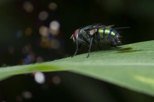 Κοντινή Βολή Calliphora Vomitoria Μύγα — Φωτογραφία Αρχείου