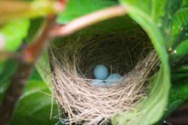 Kuş yuvası yeşil yaprakların arasına gizlenmiş..