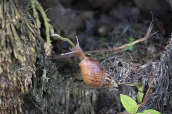 Ślimak Achatina Fulica Wspina Się Korzeń Drzewa — Zdjęcie stockowe