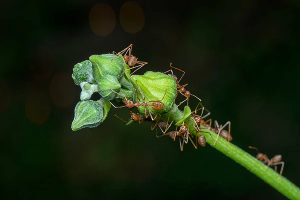 Semut Penenun Pada Lilin Bunga Labu — Stok Foto