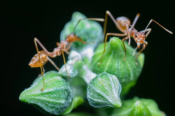 Formigas Tecelãs Flor Cabaça Cera — Fotografia de Stock