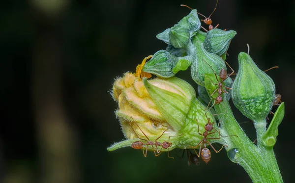 Vävare Myror Vax Kalksten Blomma — Stockfoto